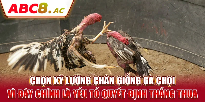 chon-ky-luong-chan-giong-ga-choi-vi-day-chinh-la-yeu-to-quyet-dinh-thang-thua